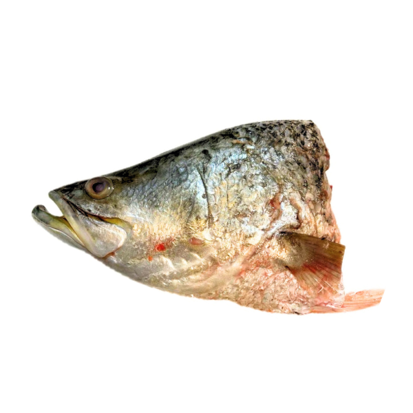Wild Seabass | Siakap Liar | 野生石甲 (Head | Kepala |) TBC