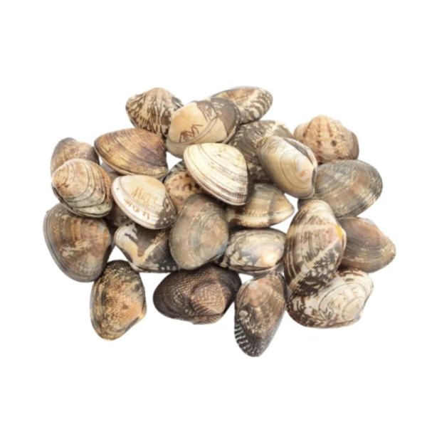Asari Clam | 花蛤啦啦 16/20