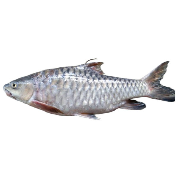 Empurau | 忘不了鱼 2.00kg - 15.00kg (Wild | Liar | 野生)