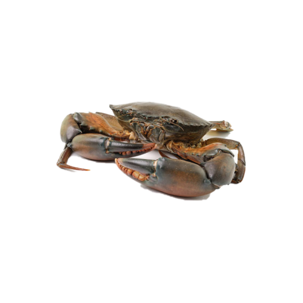 Indonesian Egg Crab | Ketam Nipah Bertelur Indonesia | 印尼尼帕蟹蛋 (Live | Hidup | 活) 300g - 400g ± (per crab)