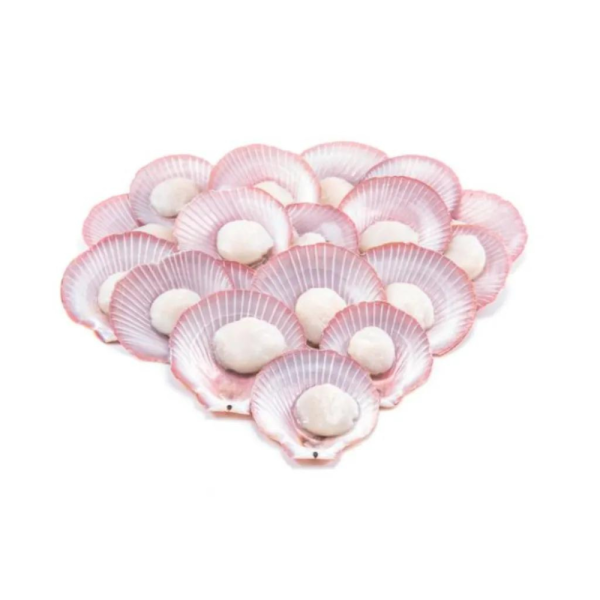 1/2 Shell Pink Scallop | Kerang Kekapis | 半壳粉红扇贝 40/50