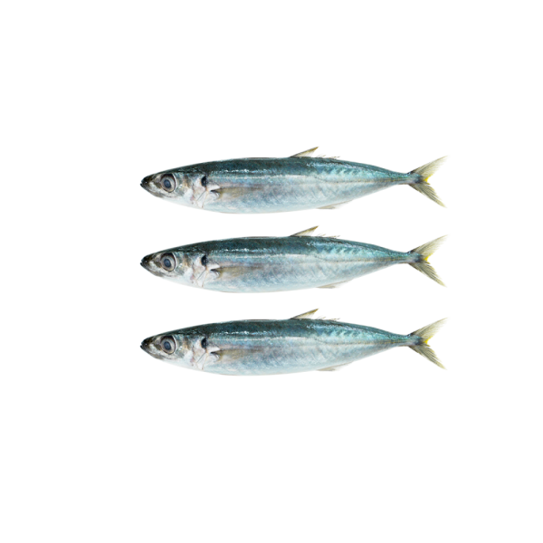 Sardine | Sardin | 沙丁鱼 8/10
