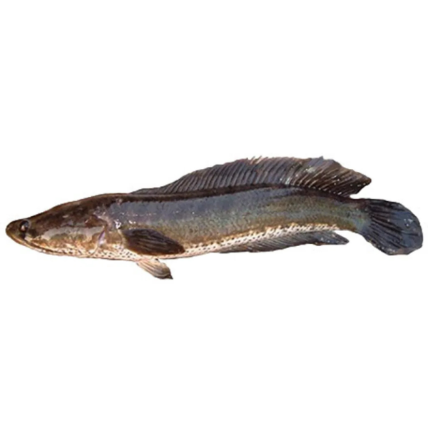 Snakehead | Ikan Haruan | 生鱼 900g - 1.20kg (Live | Hidup | 活)