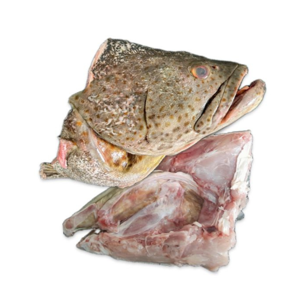 Wild Grouper | Kerapu Liar | 野生石斑 (Head | Kepala | 头)