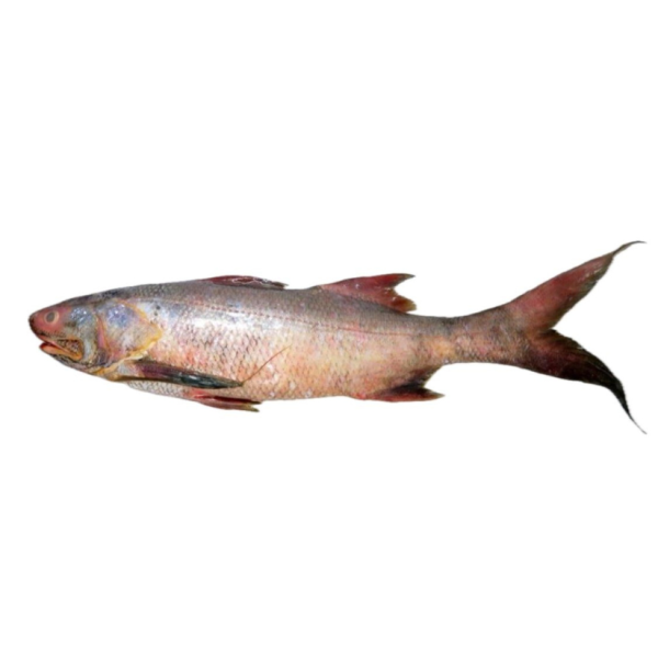 Wild Threadfin | Kurau | 顺丰鱼 3.00kg - 9.00kg